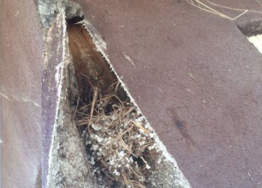 woodpecker holes in EIFS in Bethesda, MD