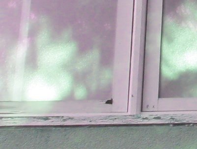 EIFS rots windows