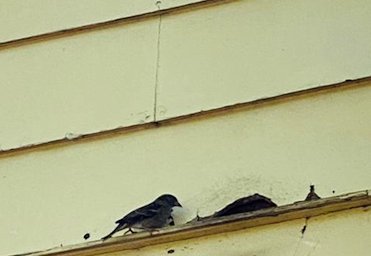 Birds built nests in rotted masonite. Just like EIFS.