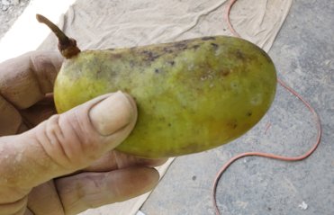 paw paw is a fruit that grows wild in West Virginia