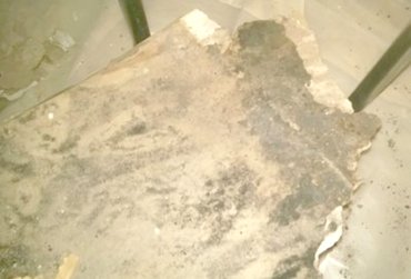 Black mold won't grow on metal lath or plaster